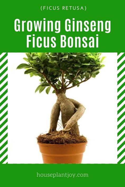 Growing Ginseng Ficus Bonsai (Ficus Retusa) Ginseng Ficus Bonsai, Growing Ginseng, Ginseng Ficus, Ginseng Bonsai, Ficus Ginseng Bonsai, Ficus Bonsai Tree, Ficus Ginseng, Ficus Bonsai, Bonsai Ficus