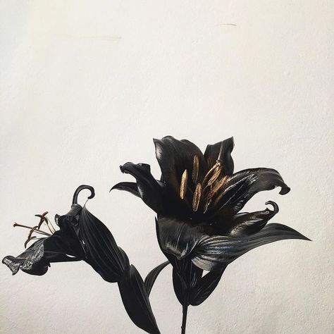 Black Flowers, A Black, Flowers, Wall, White, Black