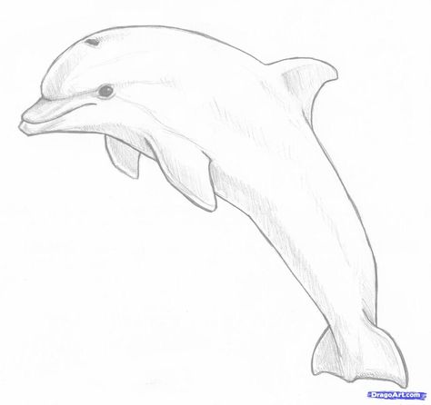 Drawing Dolphin, Dolphin Drawing, Jumping Dolphin, Cartoon Dolphin, Dolphin Wall Art, Dolphin Painting, Dolphin Art, Bottlenose Dolphin, Art Hub