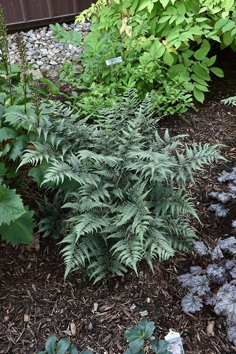 Backyard Flower Bed, Biddeford Maine, Painted Fern, Grass Fertilizer, Japanese Painted Fern, Silver Plant, Compost Soil, Orange Brick, Gate Post