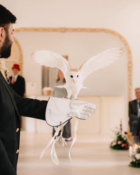 How amazing was it to see the rings delivered by Willow the barn owl at @northbrookparkweddings run by Claire at @csr_falconry this was such an amazing Experience for the couple and guests as we did some photos after the ceremony and the guests got a meet and greet session with the owls during drinks reception. I also got to hold the stunning little owl called Otto who is a male Southern White Faved Scops owl who was the most gorgeous little guy! What a great addition to make the wedding day ... Scops Owl, Owl Wedding, Drinks Reception, Ring Bear, Meet And Greet, White Owl, Barn Owl, The Barn, Uk Wedding