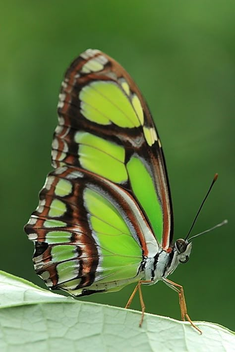 The Malachite (Siproeta stelenes) is a neotropical; Nymphalidae family. Has large black and brilliant green wings or yellow-green on the uppersides and light brown and olive green on the undersides Malachite Butterfly, Mariposa Butterfly, Beautiful Bugs, Butterfly Pictures, Airbrush Art, Green Butterfly, Bugs And Insects, Butterfly Garden, Butterfly Flowers