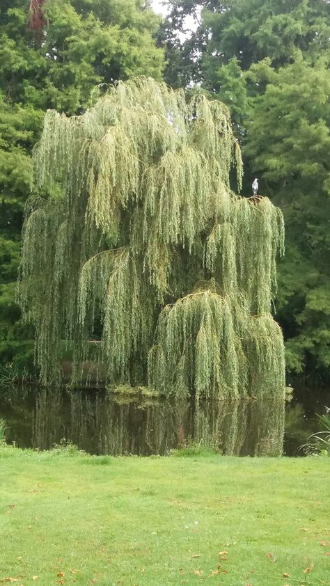 Weeping Willow Tree Aesthetic, Willow Tree Aesthetic, Willow Trees, Weeping Willow Tree, Pretty Trees, Carpet Ideas, Weeping Willow, About Nature, Aesthetic Nature