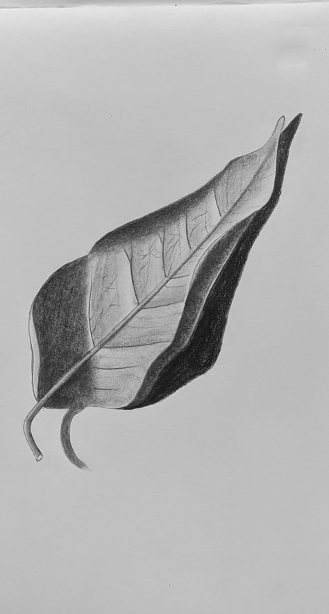 Leaf Sketches Pencil, Pencil Shading Drawing Ideas, Leaves Drawing Pencil, Leaves Sketch Pencil, Nature Art Pencil, Leaf Sketch Pencil, Leaf Pencil Drawing, Nature Drawings Simple Sketch, Leave Drawing