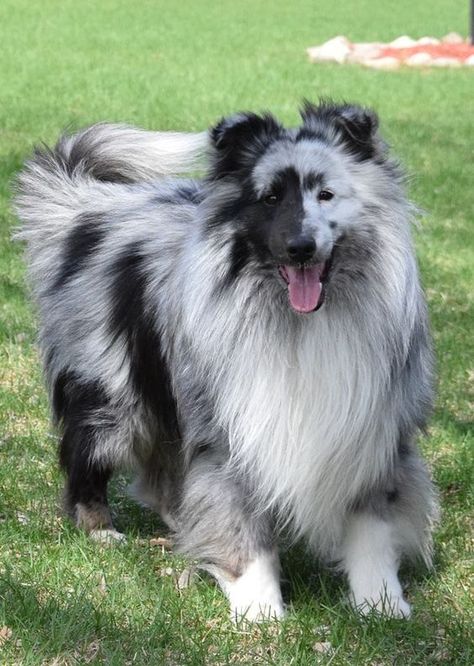 If you had a Sheltie what would you name him or her? Cool Pet Names, Blue Merle Sheltie, Face Markings, Sheepdog Puppy, Shetland Sheepdog Blue Merle, Sheltie Puppy, Shetland Sheepdog Puppies, Sheltie Dogs, Sheep Dog