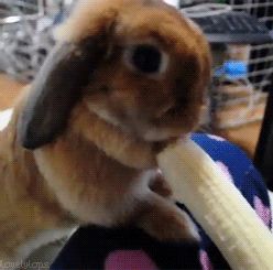 via GIPHY Bunny Eating, Eating Banana, Rabbit Eating, Baby Rabbit, Bunny Pictures, Funny Bunnies, Baby Bunnies, Hamsters, White Rabbit