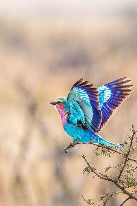 beautiful bird. well done, Nature. Lilac Breasted Roller, Kinds Of Birds, Colorful Bird, All Birds, Exotic Birds, Pretty Birds, Colorful Birds, Wild Birds, Bird Watching