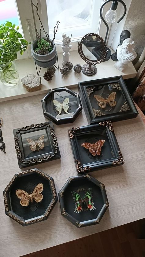 Moth Wall Decor, Oddities Home Decor, Moth Wall Art, Moth Room Decor, Moody Cottagecore Aesthetic, Goblincore Home Decor, Moth Decorations, Vintage Wall Ideas, Moth Frame