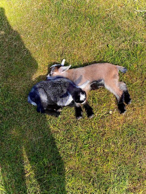 Baby Goats, Second Baby, Cute Little Animals, Goats, Sleep, Animals