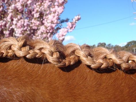 Scalloped braids! I have done this it is so cool! and easy! Braids For Horses, Horse Mane Braids, Horse Hair Braiding, Horse Braiding, Tail Braids, Horse Info, Horse Mane, Horse Tail, Horse Dressage