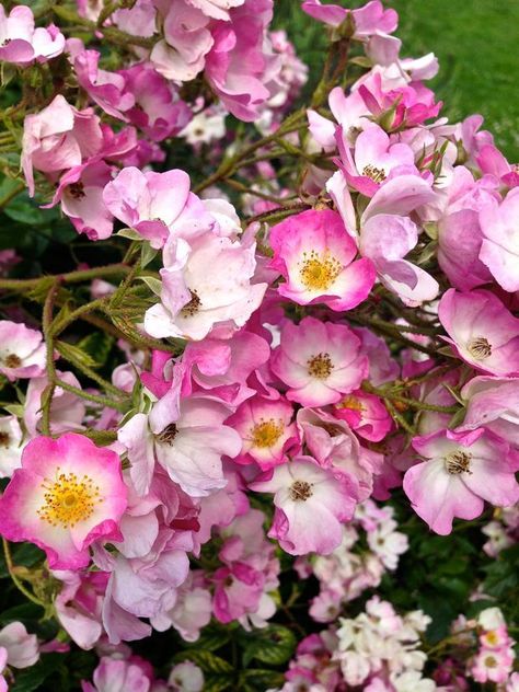 Ballerina Rose, Rose Ballerina, Garden Homestead, Magical Cottage, Wildlife Garden, Gardening Inspiration, Shrub Roses, Flower Inspiration, Wildlife Gardening