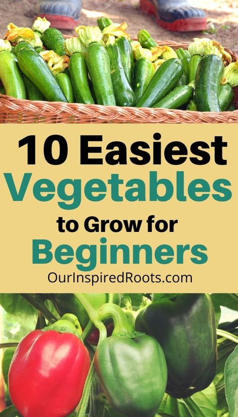 Easy Vegetables, Easy Vegetables To Grow, Vegetables To Grow, Best Vegetables, Garden For Beginners, Vegetable Garden For Beginners, Garden Wallpaper, Garden Types, Gardening 101