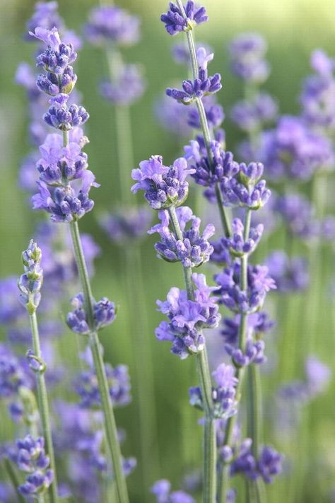 Colorful Perennials, Munstead Lavender, Lavender Hydrosol, Plant Palette, Lavender Plants, Aesthetic Homescreen, English Lavender, Dried Bouquet, Bee Friendly