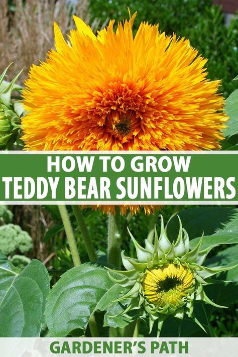 Teddy Bear Sunflower How To Grow, Backyard Sunflower Garden, Sunflower Planting Ideas Backyards, Homestead Gardening, Cold Frames, Growing Sunflowers, Planting Sunflowers, Short Plants, Gothic Garden