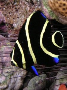 French Angelfish, Fish Beautiful, Saltwater Aquarium Fish, Black Fish, Salt Water Fish, Cool Fish, Saltwater Tank, Saltwater Fish, Beautiful Sea Creatures