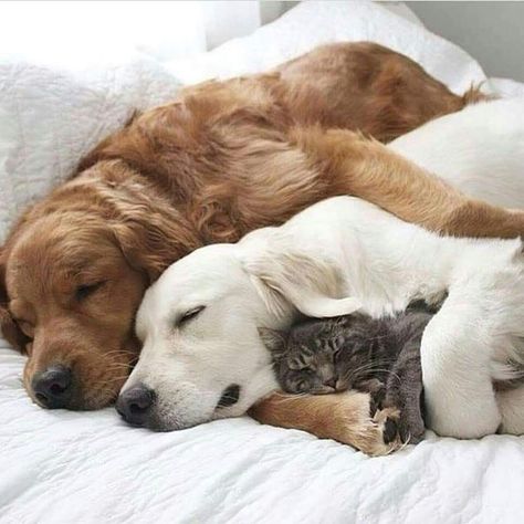 Animals Friendship, Dog And Cat, Golden Retrievers, Sweet Animals, 귀여운 동물, Rottweiler, Animals Friends, I Love Dogs, Dog Life