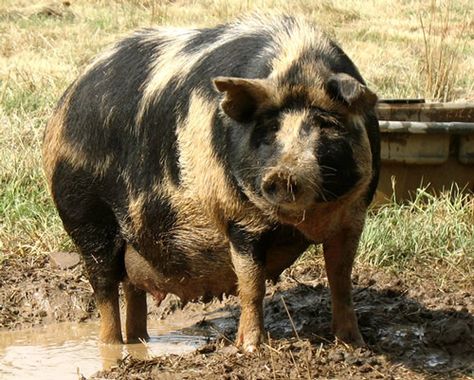 The hogs of Ossabaw Island, off the coast of Georgia, are descendants of Spanish pigs brought to the New World over 400 years ago. They were small range pigs with prick ears, heavy coats and long snouts. Over time, some of the Spanish pigs escaped and became feral in southeastern forests. While most feral pigs eventually mixed with domestic pigs, the Ossabaw Island animals are an exception, having remained a distinct and isolated population. Thus they reflect their Spanish heritage more closely. Ossabaw Island Pigs, Ossabaw Island, Farm Livestock, Wild Boars, Feral Pig, Pig Breeds, Dream Pet, Pot Belly Pigs, Rare Breed