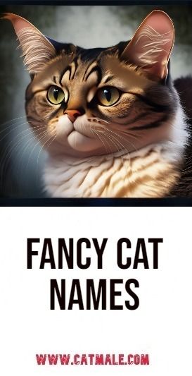 Fancy Cat Names Cat Names Boy, Boy Cat Names, Girl Cat Names, Cute Cat Names, Fancy Cat, Rich Boy, Boy Cat, Fancy Cats, Classy Girl