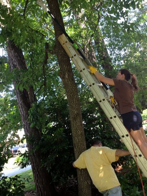 How To Trim A Tree, Tree Trimming Ideas, Blackheath London, Trees Diy, Tree Interior, Tree Surgeons, Gardening Diy, City Folk, Chestnut Trees