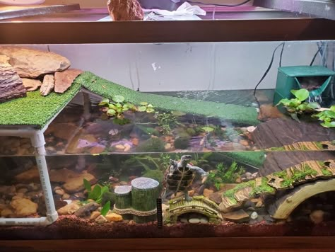 Salamander Tank Ideas, Snapping Turtle Tank Ideas, Turtle Tank Decor Ideas, Musk Turtle Tank, Salamander Habitat, Reeves Turtle, Turtle Aquarium Ideas, Small Turtle Tank, Turtle Setup