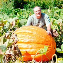 Squash & Pumpkin Jack Be Little | Suttons Pumpkin Growing, Fall Landscaping, High Potassium, Planting Pumpkins, Biggest Pumpkin, Pumpkin Garden, Summer Flowering Bulbs, Giant Pumpkin, Pumpkin Squash