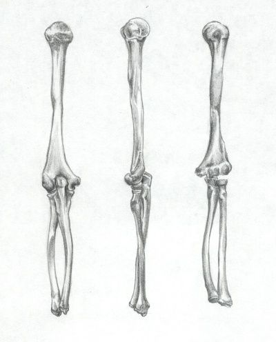 Bones: Humerus, Ulna, Radius by Sefeiren Skeleton Arm References, Arm Bones Reference, Arm Bones Anatomy, Skeleton Arm Drawing, Arm Bones Drawing, Bone Sketch, Bones Sketch, Arm Skeleton, Drawing Bones