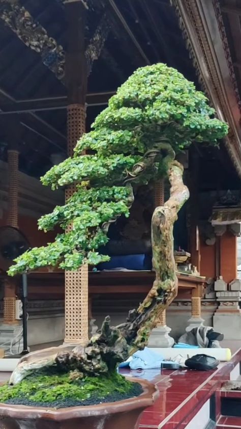 Bonsai Bunjin Style