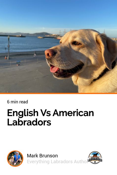 English Vs American Labradors Labrador Retriever Puppy Training, English Vs American, American Labrador, Labrador Puppy Training, What Is English, Labrador Training, English Labrador, English Lab, Better English