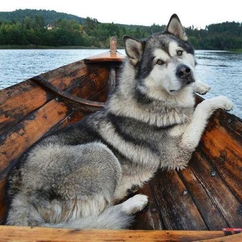 Photo (Dreaming In blue) Malamute Dog, Dogs Breeds, A Husky, Snow Dogs, Alaskan Malamute, Crate Training, Husky Dogs, Blue Heeler, Dog Sledding