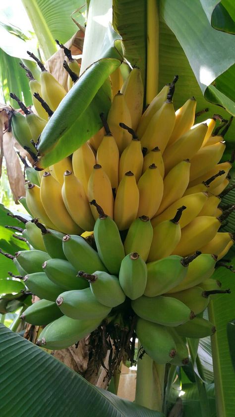 Fruit Trees In Containers, Fruits And Vegetables Pictures, How To Grow Bananas, Fruit Bearing Trees, Vegetable Pictures, Banana Fruit, Banana Plants, Banana Tree, Beautiful Fruits