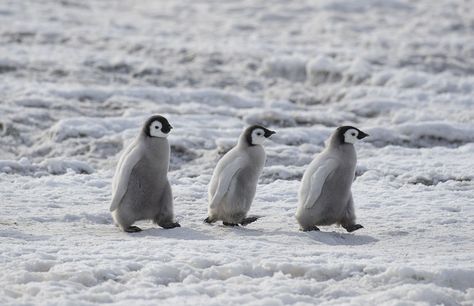 Emperor Penguin Chick, Penguin Wallpaper, Emperor Penguins, Penguin Pictures, Mental Support, Snow Hill, Penguin Love, Emperor Penguin, Animal Print Wallpaper