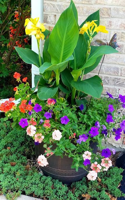 Canna Planter Ideas, Planters With Cannas, Canna Lily Container Pots Ideas, Canna Lily In Pots, Cana Lilly Landscape, Cannas In Containers Pots, Cana Lily In Pots, Cana Lilly Planters, Canna Lily Container Pots