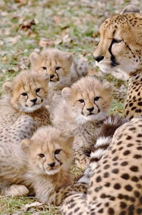 Cheetah Family, Cheetah Cubs, Baby Cheetahs, Cat Things, Cheetahs, African Animals, Hyena, Wildlife Animals, Animal Planet