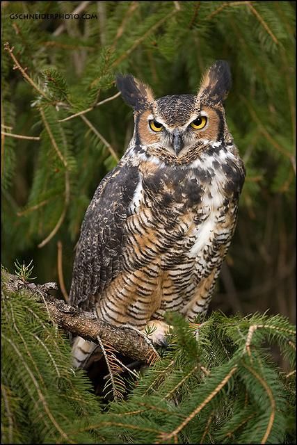 Zulu, Ivy Alexandria Awesome Owls, Owl Photography, Owl Photos, Owls Drawing, Owl Pictures, Great Horned Owl, Beautiful Owl, Owl Tattoo, Owl Bird