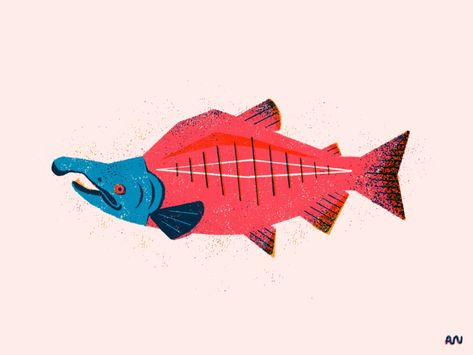 Sockeye Salmon Illustration, Sockeye Salmon Drawing, Salmon Illustration Design, Sockeye Salmon Tattoo, Salmon Artwork, Salmon Reference, Salmon Cartoon, Salmon Animal, Salmon Illustration