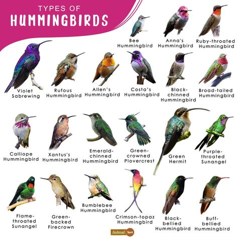 Hummingbird Facts, Types, Lifespan, Habitat, Diet, Behavior Backyard Birds Watching, Bee Hummingbird, Hummingbird Nests, Hummingbird Nectar, Hummingbird Pictures, Ruby Throated Hummingbird, Hummingbird Garden, Kinds Of Birds, How To Attract Hummingbirds