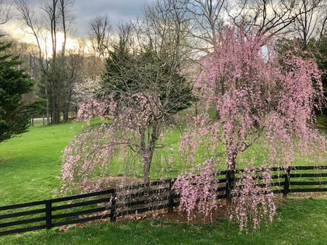 Learning the Hard Way - How to Care for a Weeping Cherry Tree - Happy Haute Home Weeping Cherry Tree, Weeping Trees, Weeping Cherry, Myrtle Tree, Plants Are Friends, Cherry Trees, Tree Pruning, Cherry Blossom Branch, Spring Tree