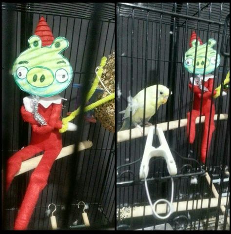 Elf on the shelf ideas. Angry birds lovers. Drawn and cut out pig mask and pipe cleaner sling shot. Elf Sat in the bird cage :) Pig Mask, Sling Shot, Elf On The Shelf Ideas, Angry Birds, Shelf Ideas, Pipe Cleaner, On The Shelf, Bird Cage, Bird Lovers