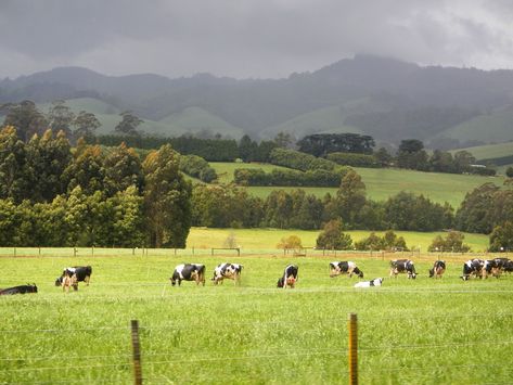 Farm Australia, House Manifestation, Nature Documentary, Modelling Ideas, Australian Farm, Australian Style, Australian Landscape, Future Farms, Cottage Farm