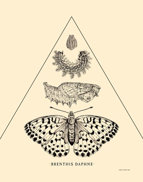 Art print of original illustration of butterfly life stages by Mary LeBlanc & Brian Phillips.  Marbled Fritillary (Brenthis Daphne). Egg, larva, pupa, and adult. Stages Of Metamorphosis, Butterfly Metamorphosis Illustration, Butterfly Stages Life Cycles, Stages Of Butterfly Life Cycle Tattoo, Moth Life Cycle Tattoo, Cycle Of Life Art, Butterfly Evolution Tattoo, Stages Of Life Art, Butterfly Life Cycle Tattoo