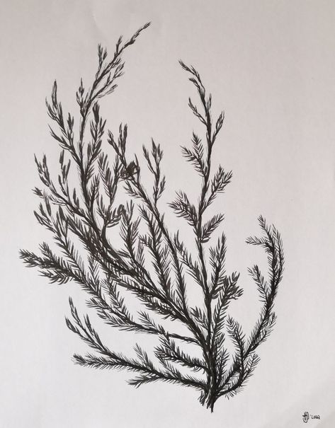 Young juniper Juniper Branch Tattoo, Juniper Painting, Juniper Tree Tattoo, Juniper And Thorn, Juniper Tattoo, Rock Sketch, Sketchy Tattoo, J Tattoo, Juniper Tree