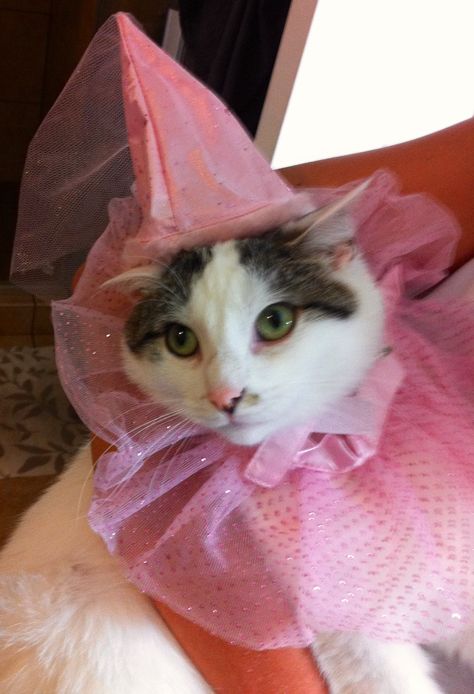 Princess Princy:) Cats In Hats, Kawaii Party, Cat Dressed Up, Cat Costume, Princess Costume, Cat Hat, Cat Costumes, Cat Stuff, Wholesome Memes