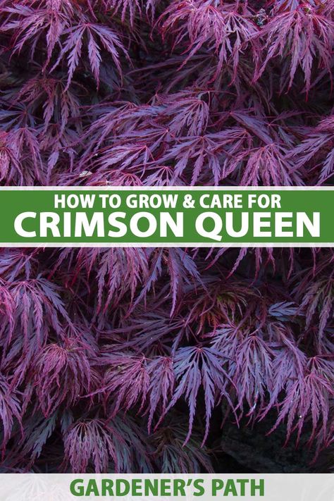 'Crimson Queen' is a top choice when it comes to weeping, red, laceleaf Japanese maples. These petite trees grow a bit wider than tall, with elegant, heavily serrated, palmate leaves and create a striking focal point in the garden. Learn how to care for this petite beauty on Gardener's Path. #japanesemaple #gardenerespath Japanese Maple Crimson Queen, Crimson Queen Japanese Maple, Red Dragon Japanese Maple, Japanese Maple Tree Landscape, Weeping Japanese Maple, Maple Tree Landscape, Japanese Maple Care, Japanese Maple Garden, Japanese Red Maple