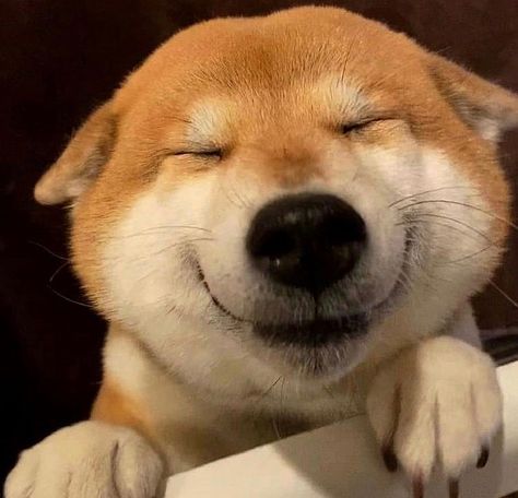 Shiba Inus on Instagram: “So adorable ❤️❤️🥰🥰 🥰 - Follow👉 @King.Shibe👈for more! Follow👉 @King.Shibe👈for more! - Credit : Unknown I Love #shiba These are the best…” Shiba Inu Funny, Fat Animals, Akita Dog, Silly Dogs, Fluffy Animals, Perfect Moment, Very Funny, Cute Friends, Shiba Inu