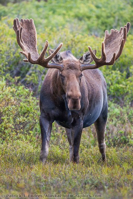 Portrait of a large bull moose in velvet antlers standing on the tundra in Denali National Park, Interior, Alaska. Moose Painting, Moose Pictures, Moose Hunting, Deer Species, Wild Animals Photography, Bull Moose, Moose Antlers, Denali National Park, Majestic Animals