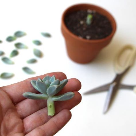 How to propagate succulents.  They are easy to take care of and so many different ones to chose from. Multiplier Des Plantes Grasses, How To Propagate Succulents, Propagate Succulents From Leaves, Propagate Succulents, نباتات منزلية, Propagating Succulents, Cactus Y Suculentas, Cactus And Succulents, Succulent Plant