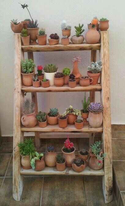 Kaktus Dan Sukulen, نباتات منزلية, Support Pour Plante, Cactus Garden, Cactus Succulents, Cactus Flower, Cactus And Succulents, Cactus Y Suculentas, Succulents Garden