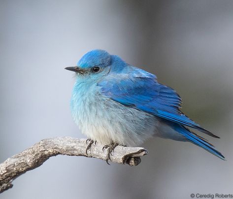 A Mountain Bluebird at Adams Gulch near Ketchum, Idaho Birds Wallpaper Hd, Ketchum Idaho, Mountain Bluebird, Birds Wallpaper, Blue Birds, Bird Wallpaper, Pretty Birds, Blue Mountain, Blue Jay