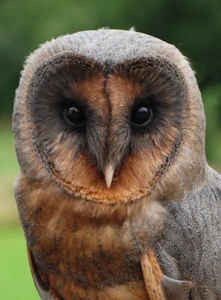 Common Barn Owl, Black Melanistic Animals, Brown Autumn, Dark Creatures, Autumn Breeze, Black Barn, Owl Photos, Buzzard, Owl Pictures, Beautiful Owl