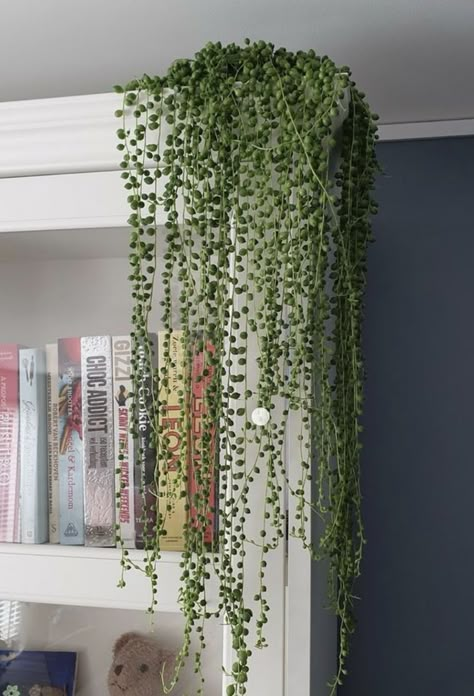 Hanging Plant Ideas, Plant Room Aesthetic, Indoor Plant Ideas, Hanging Indoor Plants, Tennessee House, Plant Goals, نباتات منزلية, Living Room Plants, Hanging Plants Indoor